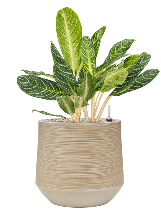 Aglaonema 'Key Lime' in Baq Dune Office Plant With Pot 84cm Height 33cm Dia