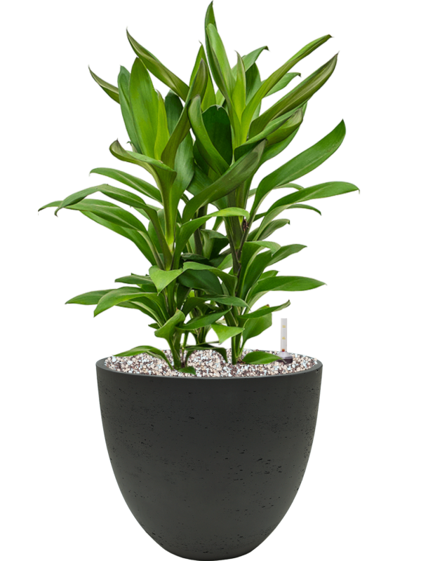 Cordyline fruticosa' Glauca' in Rough Office Plant With Pot 55cm Height 24cm Dia