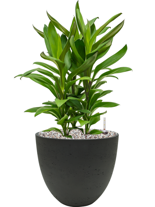 Cordyline fruticosa' Glauca' in Rough Office Plant With Pot 55cm Height 24cm Dia