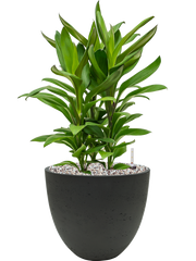 Cordyline fruticosa' Glauca' in Rough Office Plant With Pot 55cm Height 24cm Dia