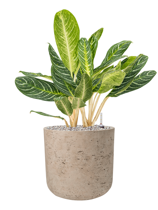 Aglaonema 'Key Lime' in Rough Office Plant With Pot 78cm Height 29.5cm Dia