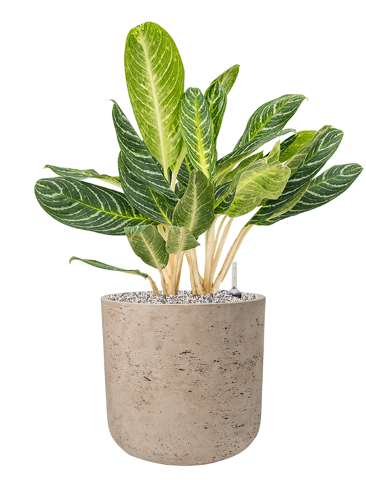 Aglaonema 'Key Lime' in Rough Office Plant With Pot 78cm Height 29.5cm Dia