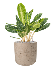 Aglaonema 'Key Lime' in Rough Office Plant With Pot 78cm Height 29.5cm Dia