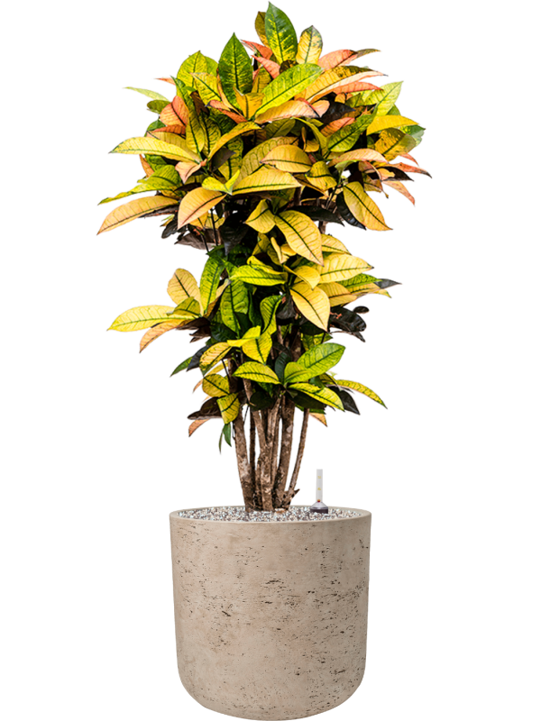 Croton (Codiaeum) variegatum 'Mrs. Iceton' in Rough Office Plant With Pot 103cm Height 29.5cm Dia