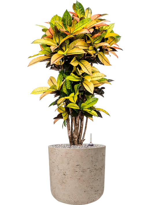 Croton (Codiaeum) variegatum 'Mrs. Iceton' in Rough Office Plant With Pot 103cm Height 29.5cm Dia