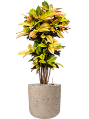 Croton (Codiaeum) variegatum 'Mrs. Iceton' in Rough Office Plant With Pot 103cm Height 29.5cm Dia