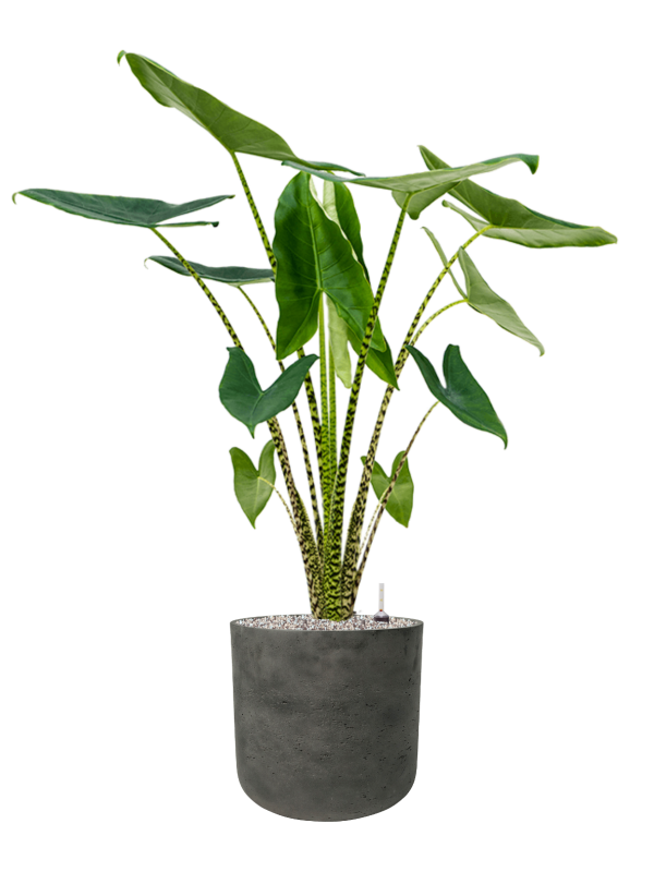 Alocasia zebrina in Rough Office Plant With Pot 116cm Height 29.5cm Dia