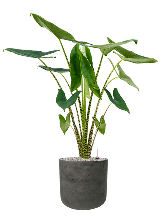 Alocasia zebrina in Rough Office Plant With Pot 116cm Height 29.5cm Dia