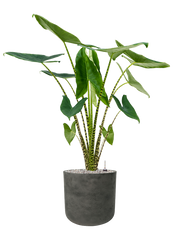 Alocasia zebrina in Rough Office Plant With Pot 116cm Height 29.5cm Dia