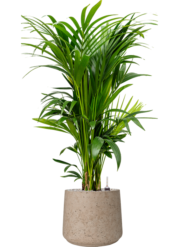 Kentia (Howea) forsteriana in Rough Office Plant With Pot 122cm Height 32cm Dia