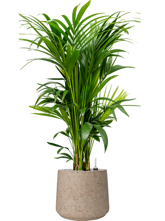 Kentia (Howea) forsteriana in Rough Office Plant With Pot 122cm Height 32cm Dia