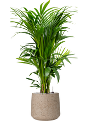 Kentia (Howea) forsteriana in Rough Office Plant With Pot 122cm Height 32cm Dia