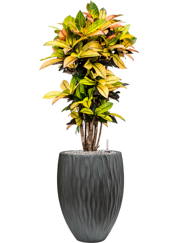 Croton (Codiaeum) variegatum 'Mrs. Iceton' in Wave Office Plant With Pot 117cm Height 33cm Dia