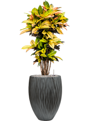 Croton (Codiaeum) variegatum 'Mrs. Iceton' in Wave Office Plant With Pot 117cm Height 33cm Dia