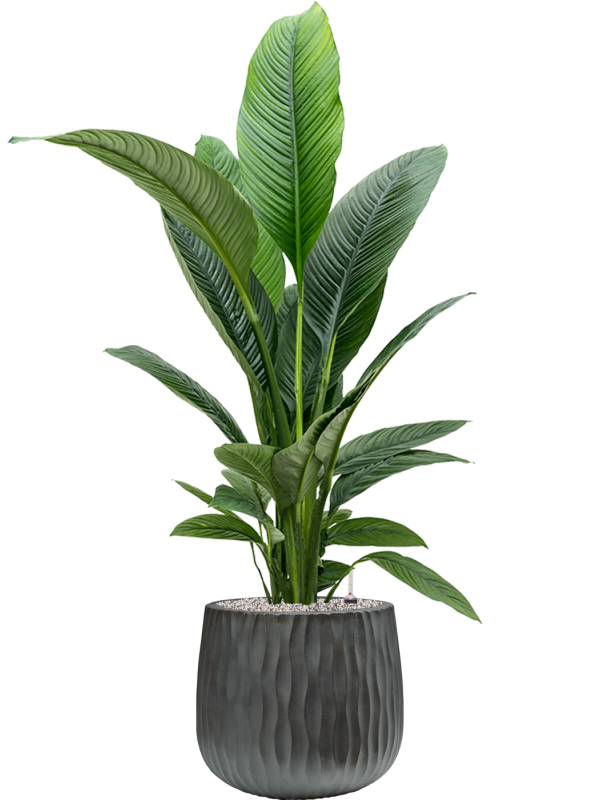 Spathiphyllum 'Sensation' in Wave Office Plant With Pot 138cm Height 31cm Dia