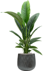 Spathiphyllum 'Sensation' in Wave Office Plant With Pot 138cm Height 31cm Dia