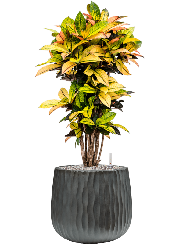 Croton (Codiaeum) variegatum 'Mrs. Iceton' in Wave Office Plant With Pot 107cm Height 31cm Dia