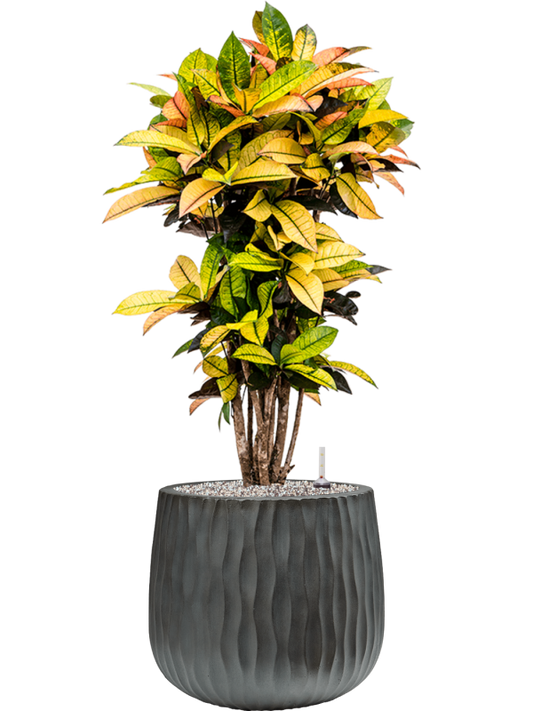 Croton (Codiaeum) variegatum 'Mrs. Iceton' in Wave Office Plant With Pot 107cm Height 31cm Dia