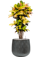 Croton (Codiaeum) variegatum 'Mrs. Iceton' in Wave Office Plant With Pot 107cm Height 31cm Dia