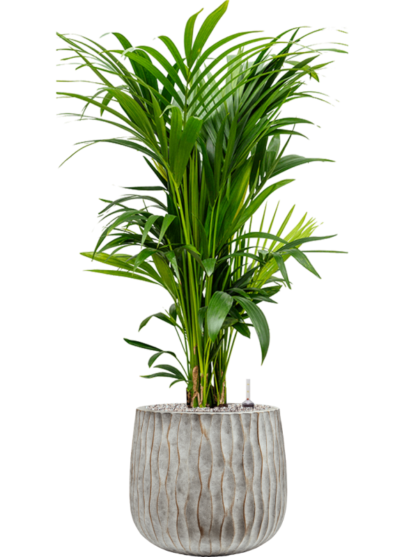 Kentia (Howea) forsteriana in Wave Office Plant With Pot 128cm Height 31cm Dia