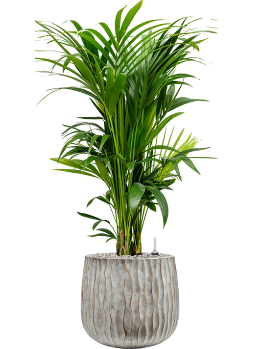 Kentia (Howea) forsteriana in Wave Office Plant With Pot 128cm Height 31cm Dia