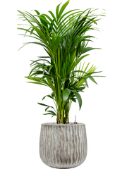 Kentia (Howea) forsteriana in Wave Office Plant With Pot 128cm Height 31cm Dia