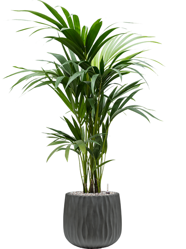 Kentia (Howea) forsteriana in Wave Office Plant With Pot 112cm Height 22cm Dia