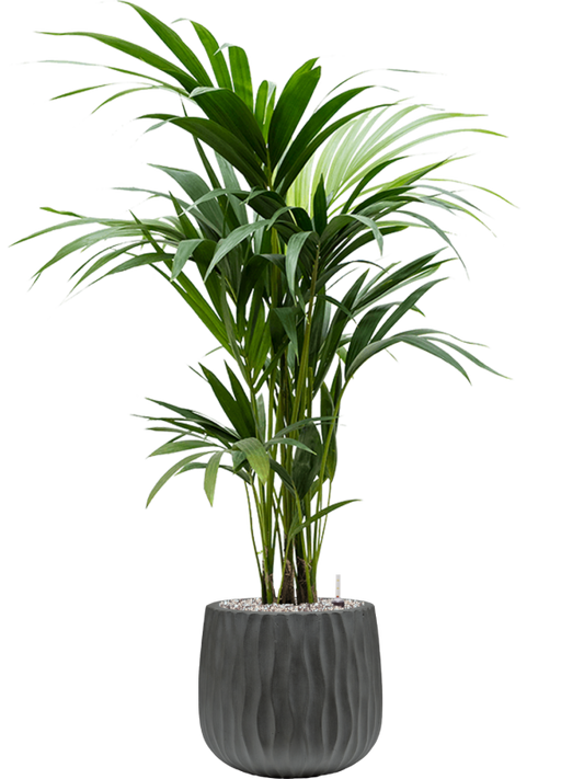 Kentia (Howea) forsteriana in Wave Office Plant With Pot 112cm Height 22cm Dia