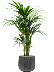 Kentia (Howea) forsteriana in Wave Office Plant With Pot 112cm Height 22cm Dia