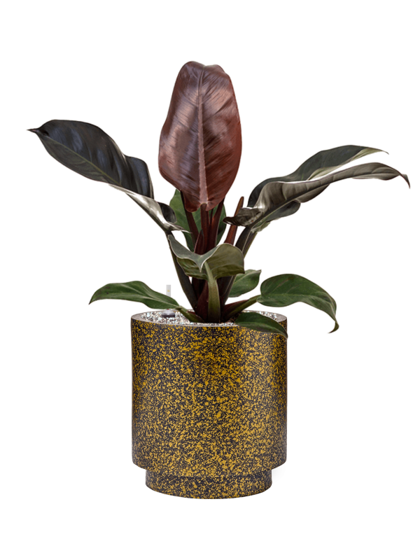 Philodendron `Imperial Red' in Capi Lux Terrazzo Office Plant With Pot 58cm Height 21cm Dia