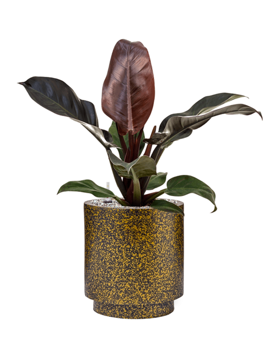 Philodendron `Imperial Red' in Capi Lux Terrazzo Office Plant With Pot 58cm Height 21cm Dia