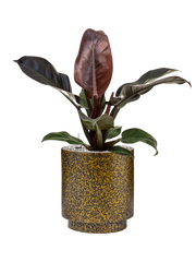 Philodendron `Imperial Red' in Capi Lux Terrazzo Office Plant With Pot 58cm Height 21cm Dia