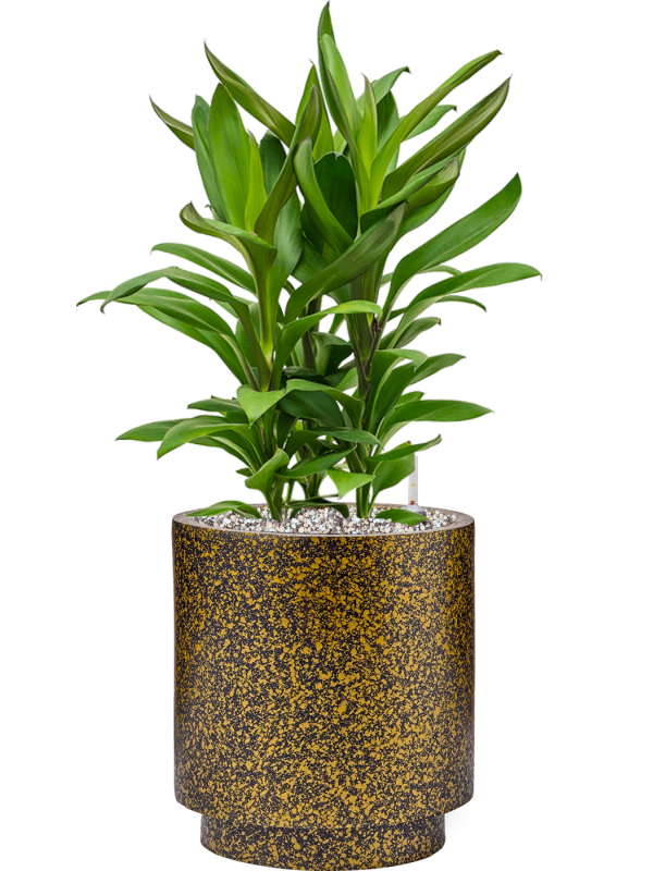 Cordyline fruticosa 'Glauca' in Capi Lux Terrazzo Office Plant With Pot 59cm Height 21cm Dia