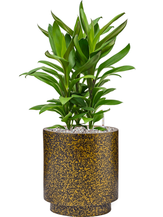 Cordyline fruticosa 'Glauca' in Capi Lux Terrazzo Office Plant With Pot 59cm Height 21cm Dia