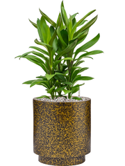 Cordyline fruticosa 'Glauca' in Capi Lux Terrazzo Office Plant With Pot 59cm Height 21cm Dia