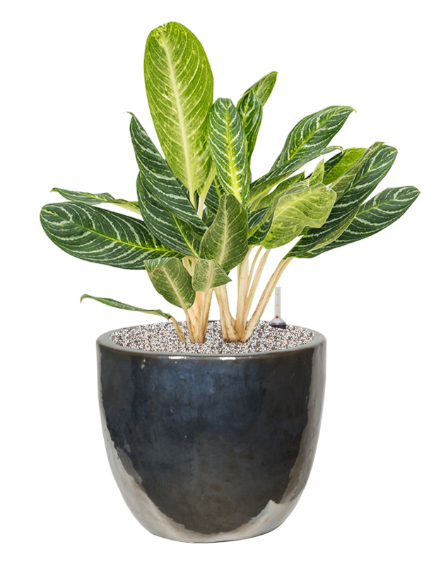 Aglaonema 'Key Lime' in Plain Office Plant With Pot 79cm Height 31cm Dia