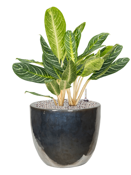 Aglaonema 'Key Lime' in Plain Office Plant With Pot 79cm Height 31cm Dia