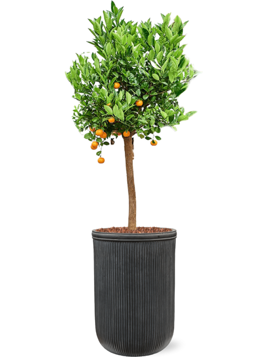 Citrus (Citrofortunella) calamondin in Baq Vertical Rib Office Plant With Pot 178cm Height 41cm Dia