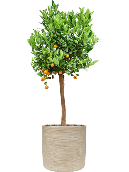 Citrus (Citrofortunella) calamondin in Baq Dune Office Plant With Pot 157cm Height 40cm Dia