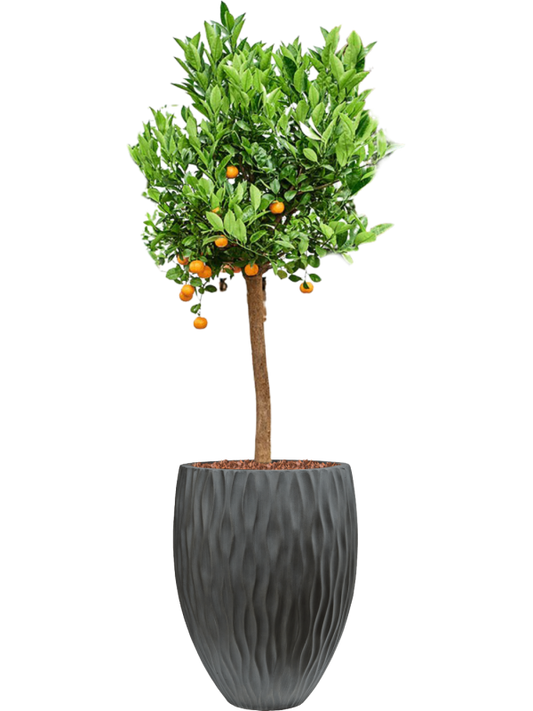 Citrus (Citrofortunella) calamondin in Wave Office Plant With Pot 175cm Height 45cm Dia