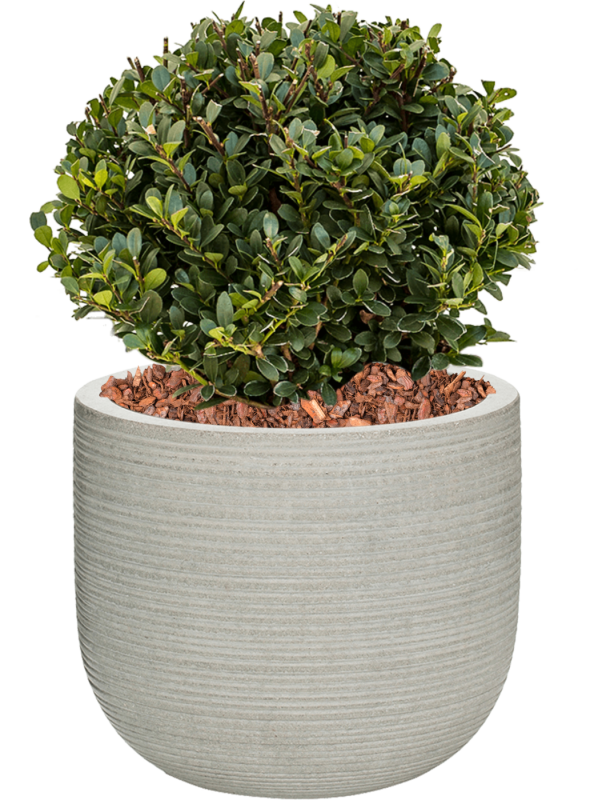 Ilex crenata 'Dark Green' in Ridged Horizontally Office Plant With Pot 45cm Height 26cm Dia