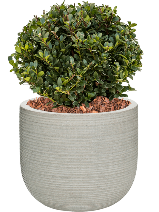 Ilex crenata 'Dark Green' in Ridged Horizontally Office Plant With Pot 45cm Height 26cm Dia