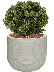 Ilex crenata 'Dark Green' in Ridged Horizontally Office Plant With Pot 45cm Height 26cm Dia