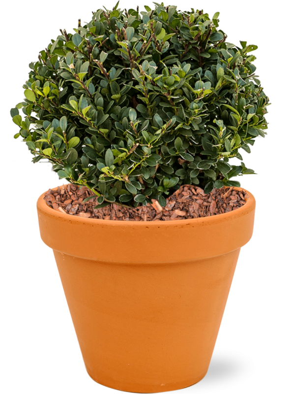 Ilex crenata 'Dark Green' in Terra Cotta Office Plant With Pot 43cm Height 26cm Dia