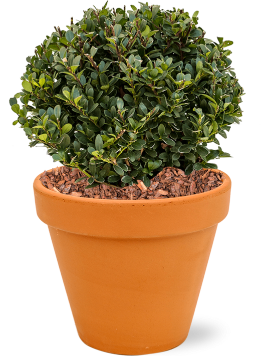 Ilex crenata 'Dark Green' in Terra Cotta Office Plant With Pot 43cm Height 26cm Dia