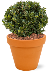 Ilex crenata 'Dark Green' in Terra Cotta Office Plant With Pot 43cm Height 26cm Dia