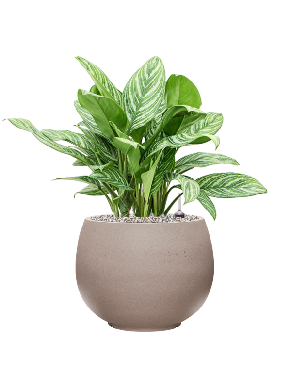 Aglaonema 'Stripes' in Rotunda Urban Office Plant With Pot 72cm Height 30.5cm Dia