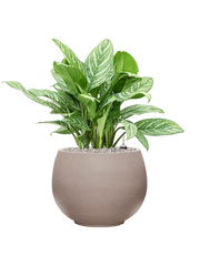 Aglaonema 'Stripes' in Rotunda Urban Office Plant With Pot 72cm Height 30.5cm Dia