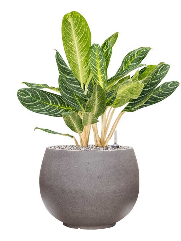 Aglaonema 'Key Lime' in Rotunda Urban Office Plant With Pot 78cm Height 30.5cm Dia