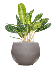 Aglaonema 'Key Lime' in Rotunda Urban Office Plant With Pot 78cm Height 30.5cm Dia